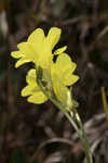 Yellow butterwort